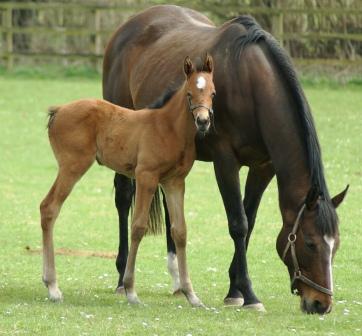 2015 filly by New Approach